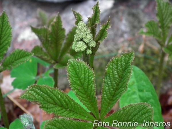 rodgersia pinnata